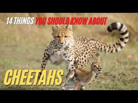 Video: Alt du trenger å vite om Pet Cheetahs