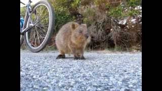 Quimby, the Curious Little Quokka