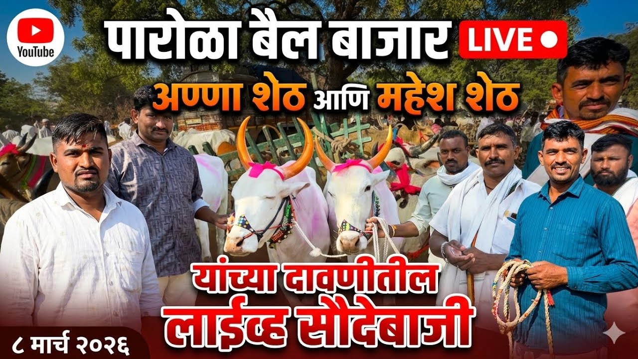 पारोळा बैल बाजार live 🔴 8 मार्च 2026 अण्णा शेठ आणि महेश शेठ याच्या दावणीतील लाईव्ह सौदेबाजी ✌️