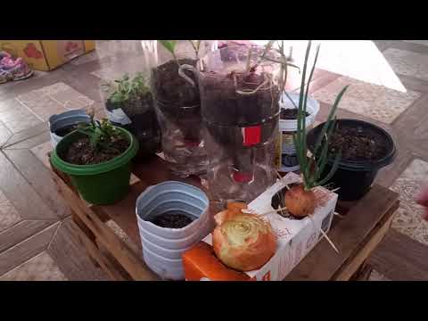 Projeto nano de Reciclagem e horta