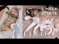 Coco gets surgery! · 2 WEEK UPDATE · Pet Diary ep. 2 🐾 | YB Chang