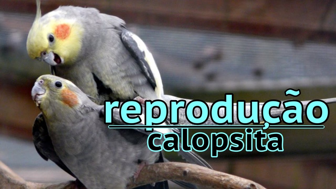 попугай корелла в дикой природе. брачные попугаи. корелла-нимфа в природе. волнистый попугайчик. попугаи волнистые попугайчики.