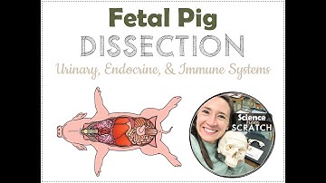 Fetal Pig Dissection 4  - Urinary, Endocrine, & Immune Systems