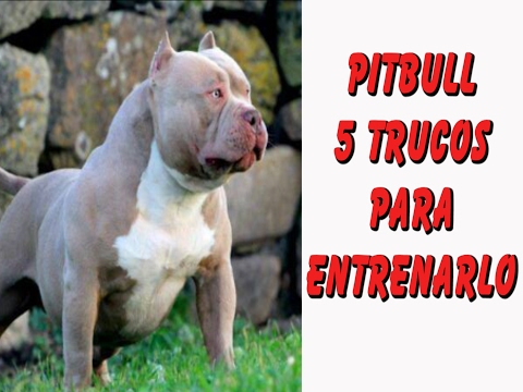5 Trucos para Entrenar un Perro Pitbull (Prevención de Conductas Agresivas y Rehabilitación) Cómo Entrenar Un Pitbull Para Pelear. 3 Forma De Hacerlo