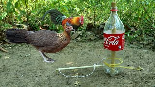 Creative Method Wild Chicken Trap Using Coca-Cola Bottle Work 100%