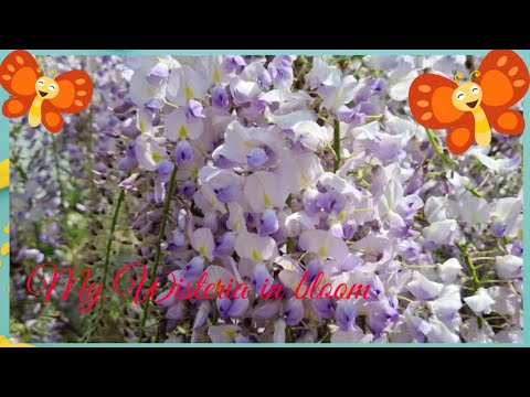 Video: Berapa besarkah wisteria?