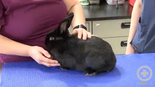 Exam Tips for Handling Rabbits