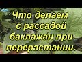 Перерастает рассада баклажанов? Сделайте так и всё пройдёт!