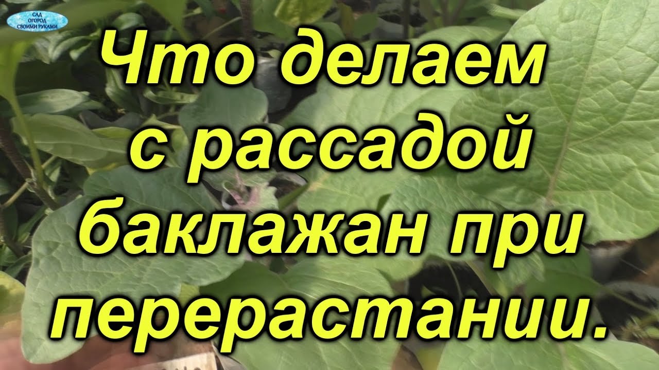 Перерастает рассада баклажанов? Сделайте так и всё пройдёт!