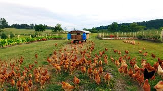 Genius Farmer Farms Chickens with This Method! How to become successful in raising Bantam Chickens!