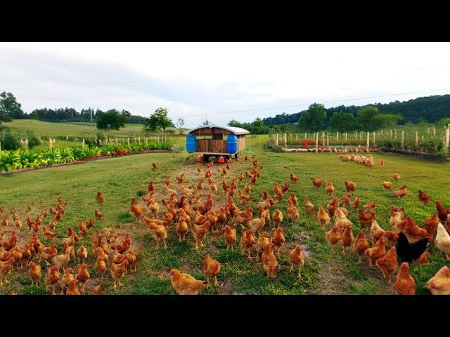 3 Years Ago I Started My Chicken Farming Journey, A Closer Look at our Smallest & Expensive Chickens class=