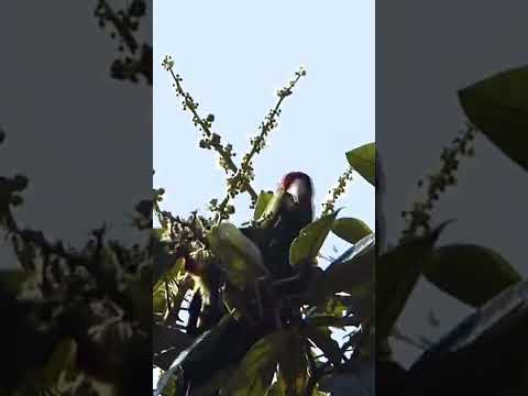 Scarlet-fronted Parakeet eating from croton #shorts #nature #cloudforest #birds #parrot