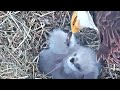 SWFL Eagles~Cuteness overloaded 🥰, Breakfast by Mom~7:09 am 2021/01/24