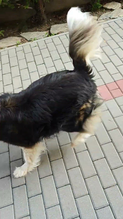 Łatek❤️ pies się cieszy ale siad robi 🤓SUB👍🥹🖤