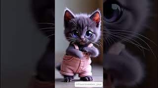 kitten dance floor vibes#dancecats #catdance #trending