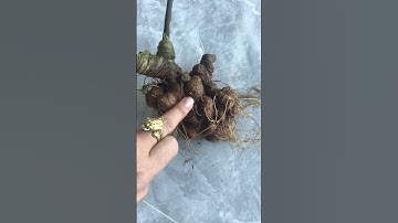 1 củ sâm Ngọc linh chuẩn Kon Tum 3 Lạng giá quá rẻ để các bác siêu tầm gọi 0377965679 e Nguyệt nhé