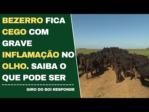 BEZERRO FICA CEDO COM GRAVE INFLAMAÇÃO NO OLHO. SAIBA O QUE PODE SER