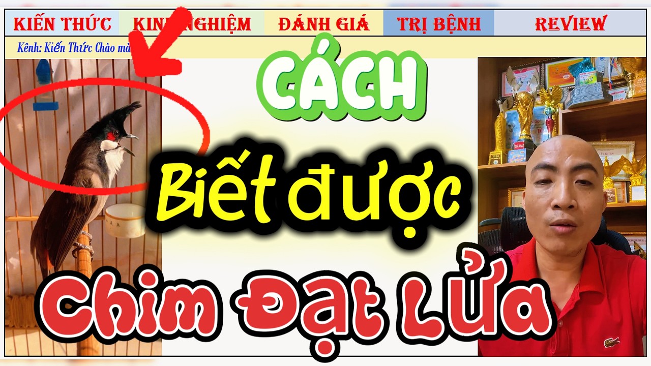 Cách nhận biết Chim Đạt Lửa khi ở Nhà, nghe qua giọng như thế nào là biết được?