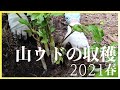 【自然豊かな移住生活】山ウドの収穫・2021春