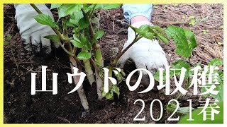 【自然豊かな移住生活】山ウドの収穫・2021春