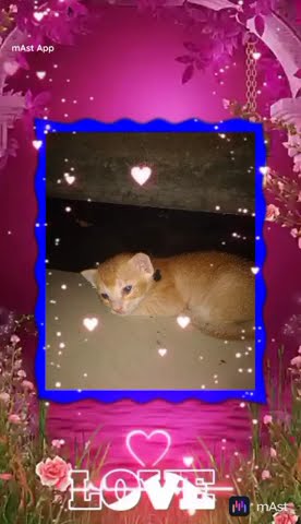 🐱🐱cut cut qiuet 🐱🐱catnce like like like