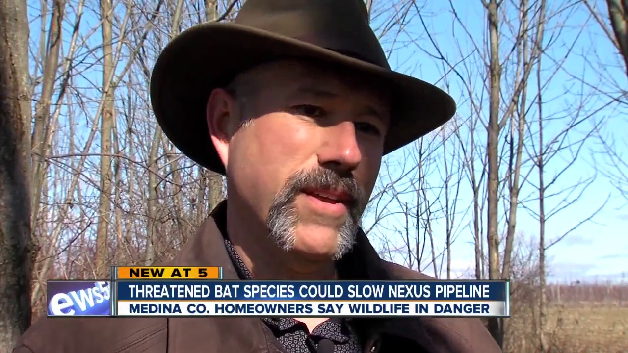 Bat species latest roadblock in NEXUS pipeline through Northeast Ohio