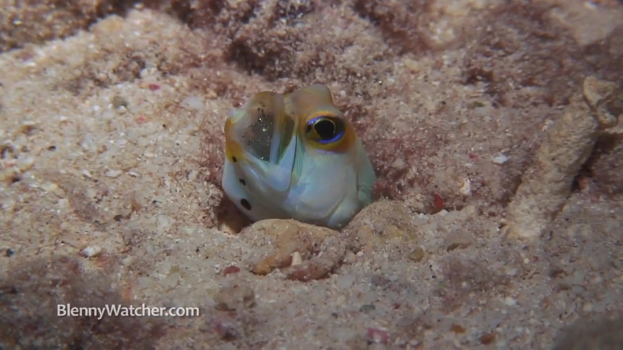 Hatching Jawfish YouTube