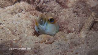Hatching Jawfish - Blennywatcher.com
