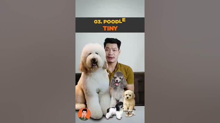 5 size chó Poodle có thể bạn chưa biết #shorts #pets #dog #tuitienpet #poodle