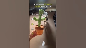 Cactus Dog: The Best Moments Ranked