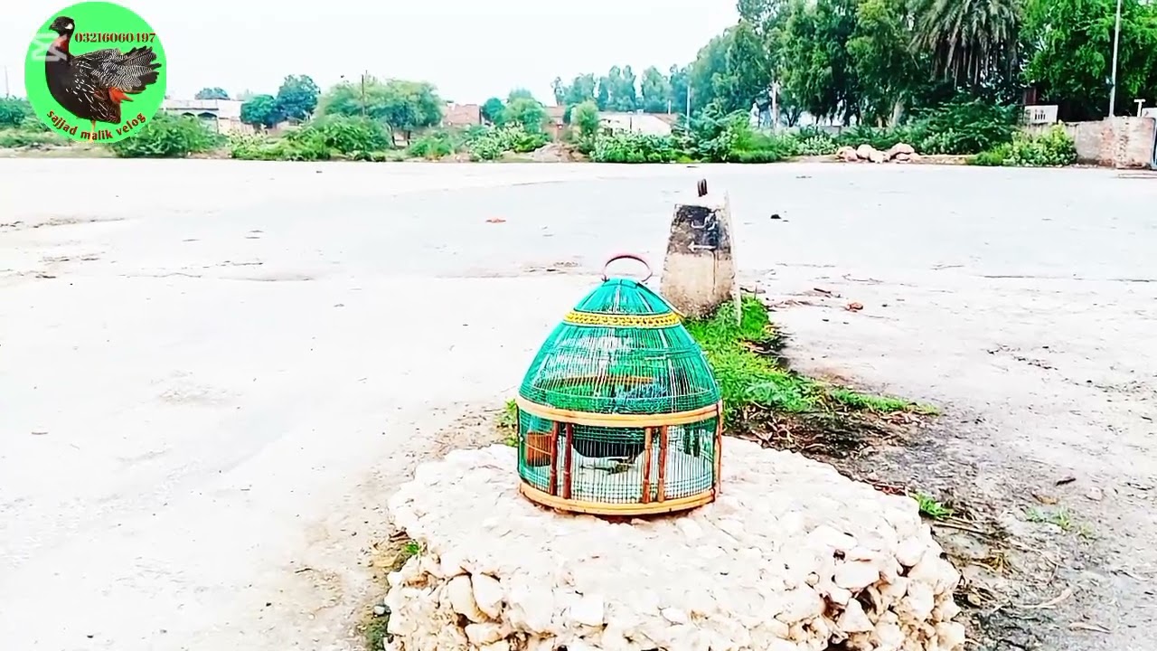 KALA TEETAR KI AWAAZ VIDEO BLACK TEETAR VOICE 