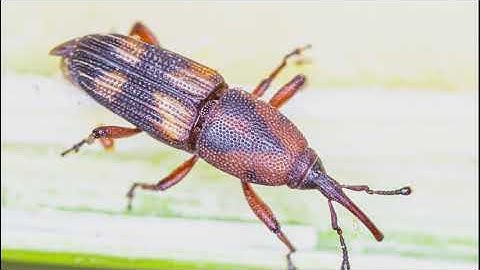 Video-pill 1 - English