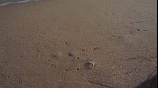 Talitrus saltator in Ilha Deserta, Faro