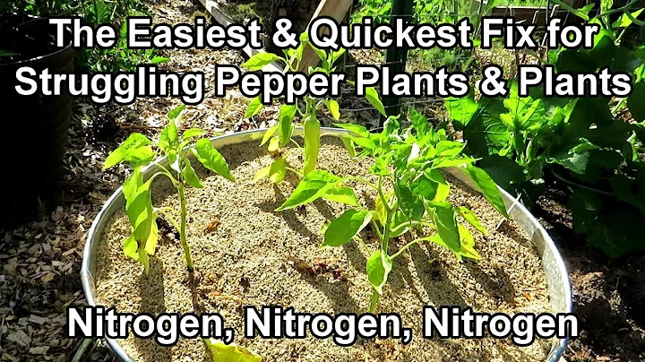 How to Fix Pepper Plants that are Weak, Yellow, Struggling: Water Soluble Nitrogen Works Every Time! - DayDayNews