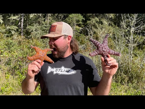 Eating a STARFISH….. (catch and cook)