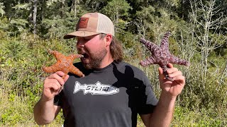 Eating a STARFISH….. (catch and cook)