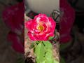 Lovely Blooms!🌺