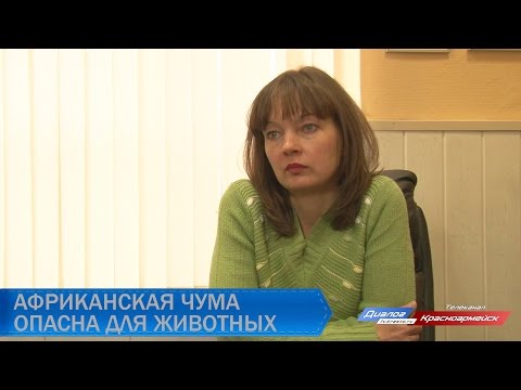 Чем опасна чума свиней?