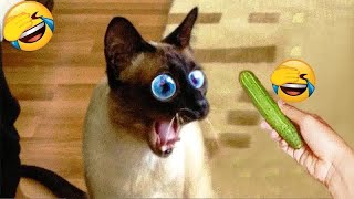 New Funny Cats and Dogs Videos  Funny Animal Moments 2024 # 24