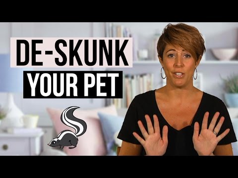 Video: Succo di pomodoro Sbarazzarsi dell'odore Skunk sui cani?