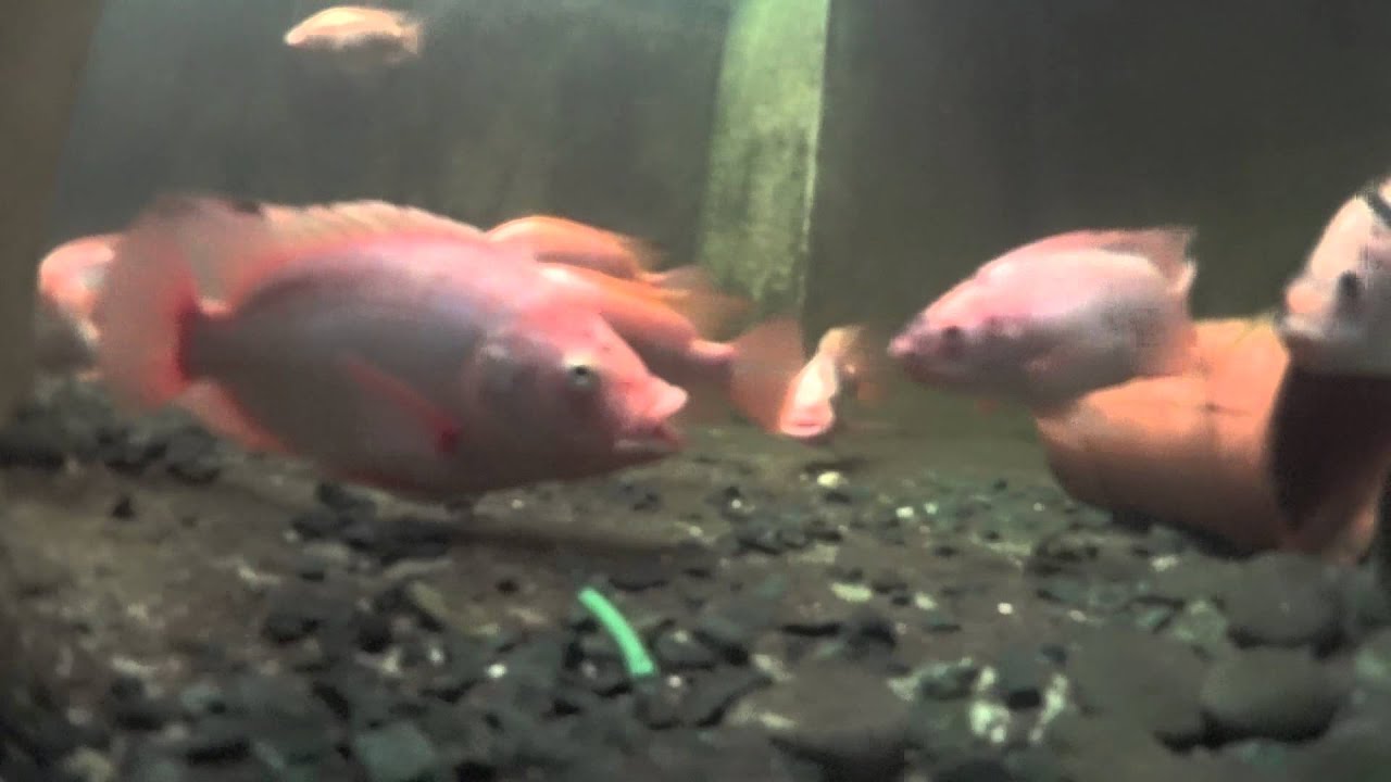 Red tilapia on my aquaponics setup YouTube