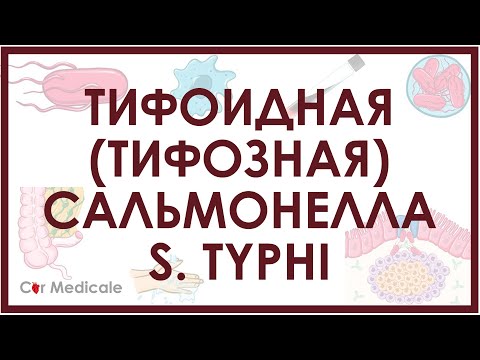 Тифоидная (тифозная) сальмонелла - S. Typhi - микробиология, патогенез, симптомы, лечение