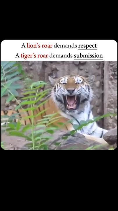 || Demands respect or submission | Lion vs Tiger....                                         #shorts