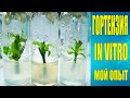 Гортензии IN Vitro. Мой опыт.