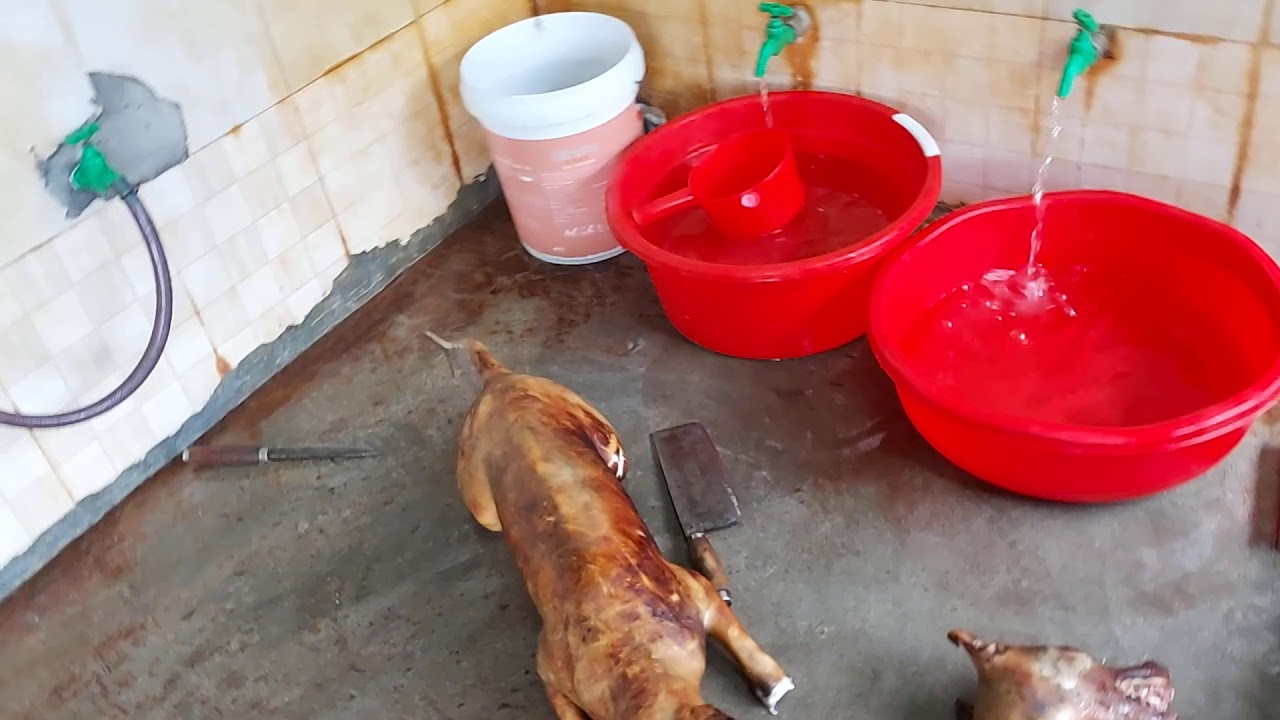 THỊT CHÓ KHOA ĐIẾC - YouTube