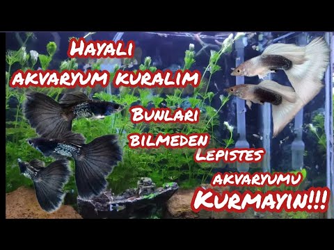 Video: Acemi Akvaryumcuların Amonyak Hakkında Gerçeği Bilmeleri Gerekiyor