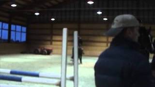 Stallion - Braccieno 2