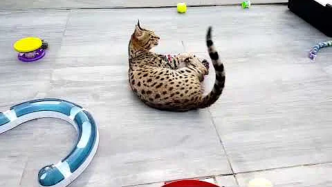 Watch the video about Beautiful Savannahs f1 and f2 playing and cuddling