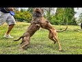 ЭТИ СОБАКИ НЕ МОГУТ БЕЗ ДРАК / PIT BULL TERRIER VS. AMERICAN STAFFORDSHIRE TERRIER dog fight