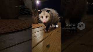 The Midnight Possum Walk #possum #nightcamera #wildlife